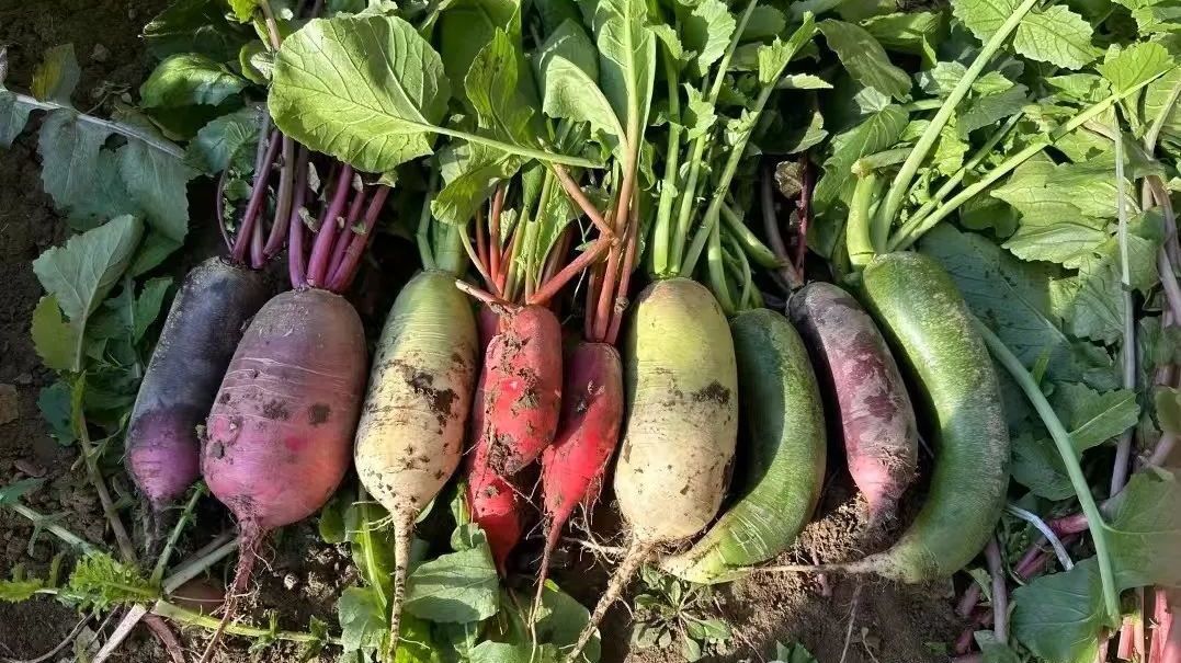 摘草莓、拔萝卜、收平菇…春节快来通州采摘打卡,果蔬甜脆飘香~ 摘草莓、拔萝卜、收平菇…春节快来通州采摘打卡,果蔬甜脆飘香~