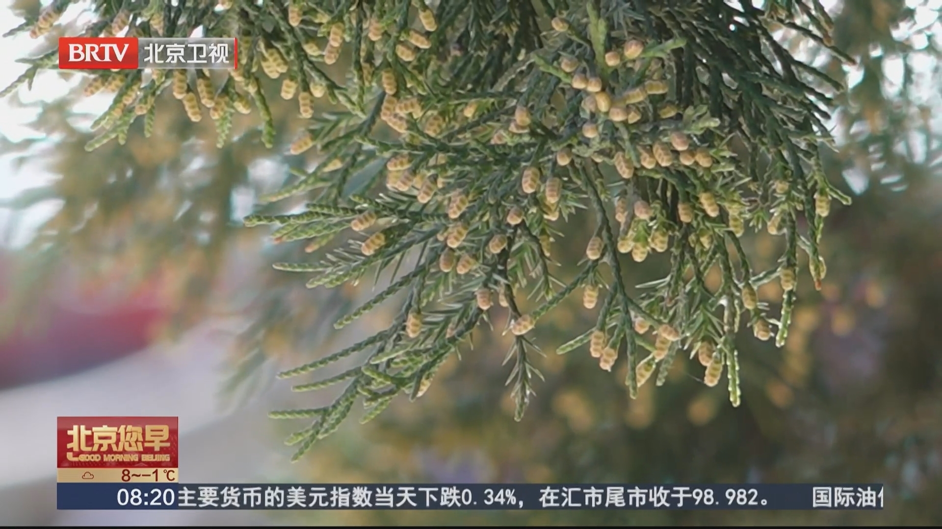 花粉监测预报与花粉健康宝 帮助“过敏星人”与花粉共处 花粉来了 北京在行动