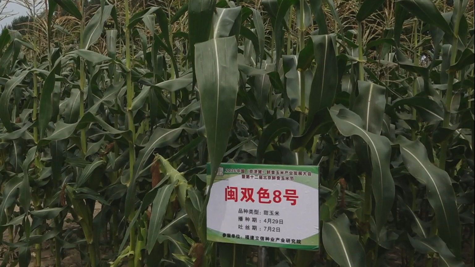 京津冀鲜食玉米产业发展大会举办 166个新品种玉米集中亮相