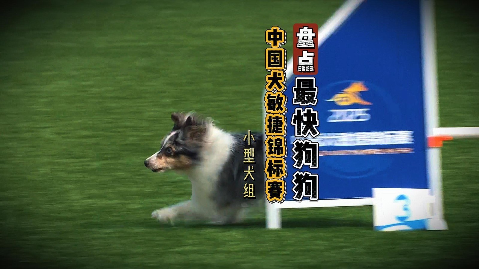 盘点赛事跑得最快狗狗·小型犬组 盘点赛事跑得最快狗狗·小型犬组