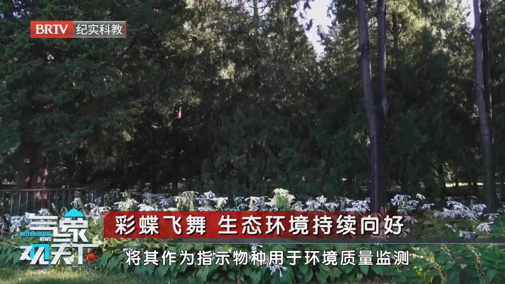 彩蝶飞舞 生态环境持续向好