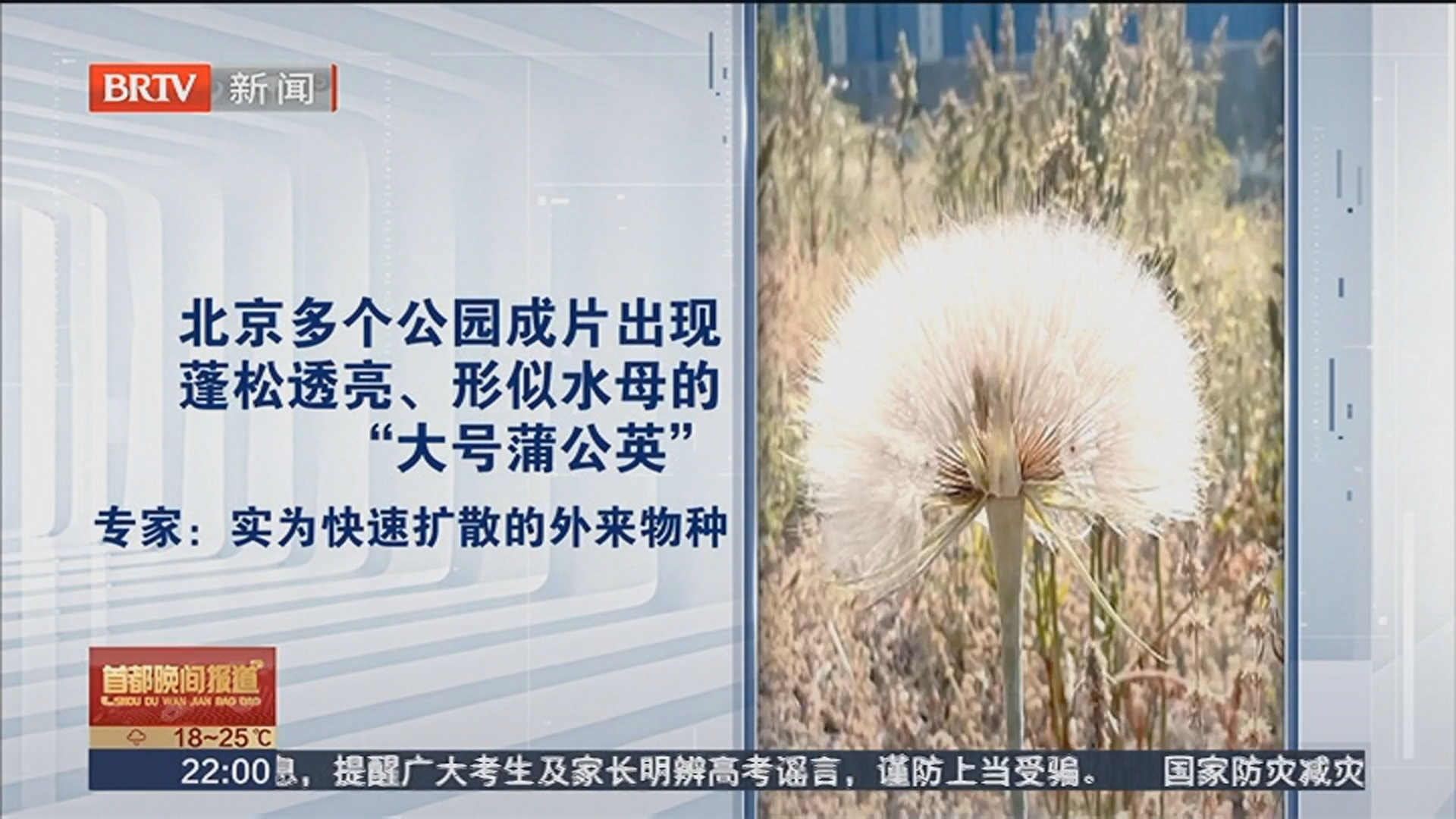 北京多个公园现大号“蒲公英”