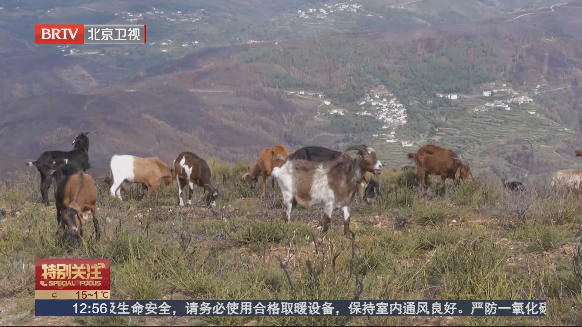 葡萄牙小羊清除易燃杂草 硬生生啃出防火带