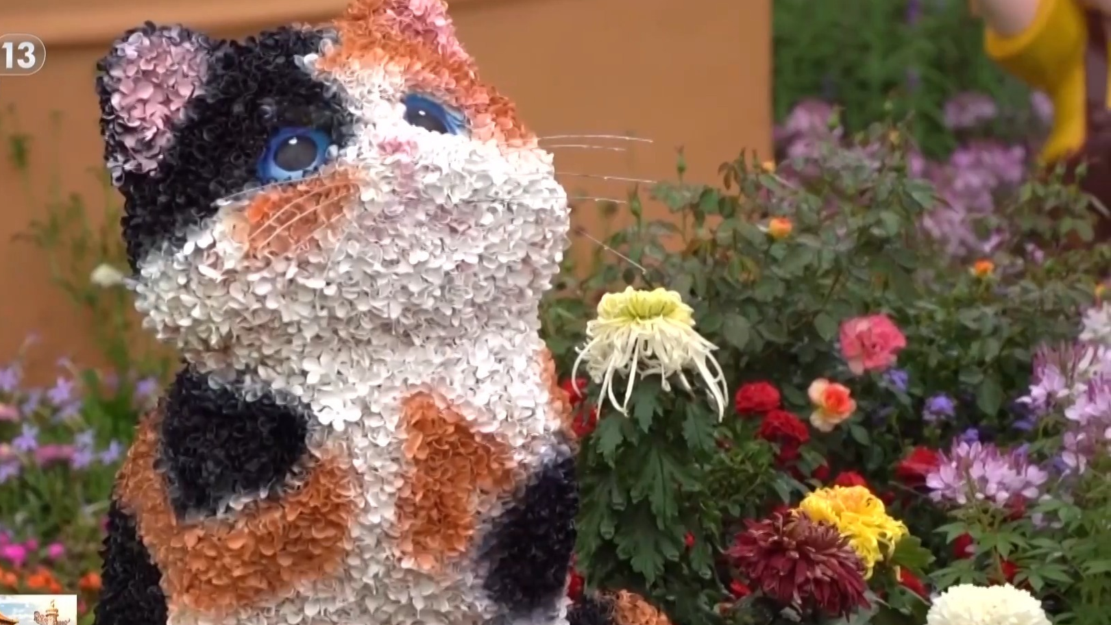 “含猫量”极高！喵呜~跟着小猫游北京