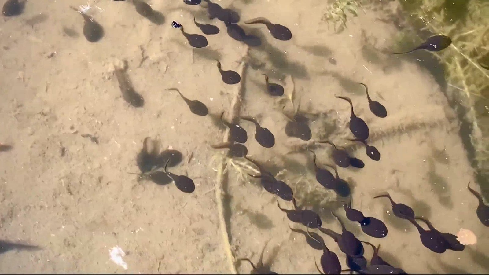 英国：恐因环境影响 有些蝌蚪推迟变青蛙