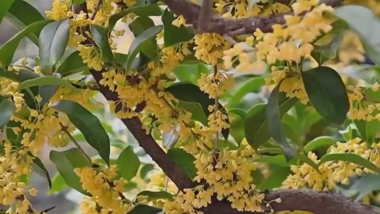 秋至景山 桂花迎客溢清芬