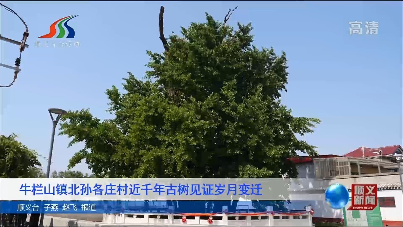 牛栏山镇北孙各庄村近千年古树见证岁月变迁