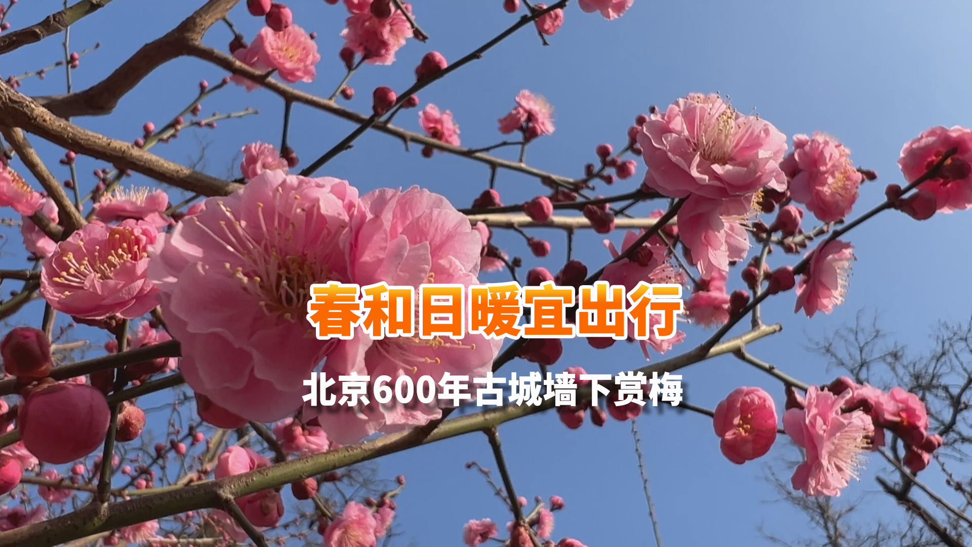 春和日暖宜出行 来北京600年古城墙下赏梅！