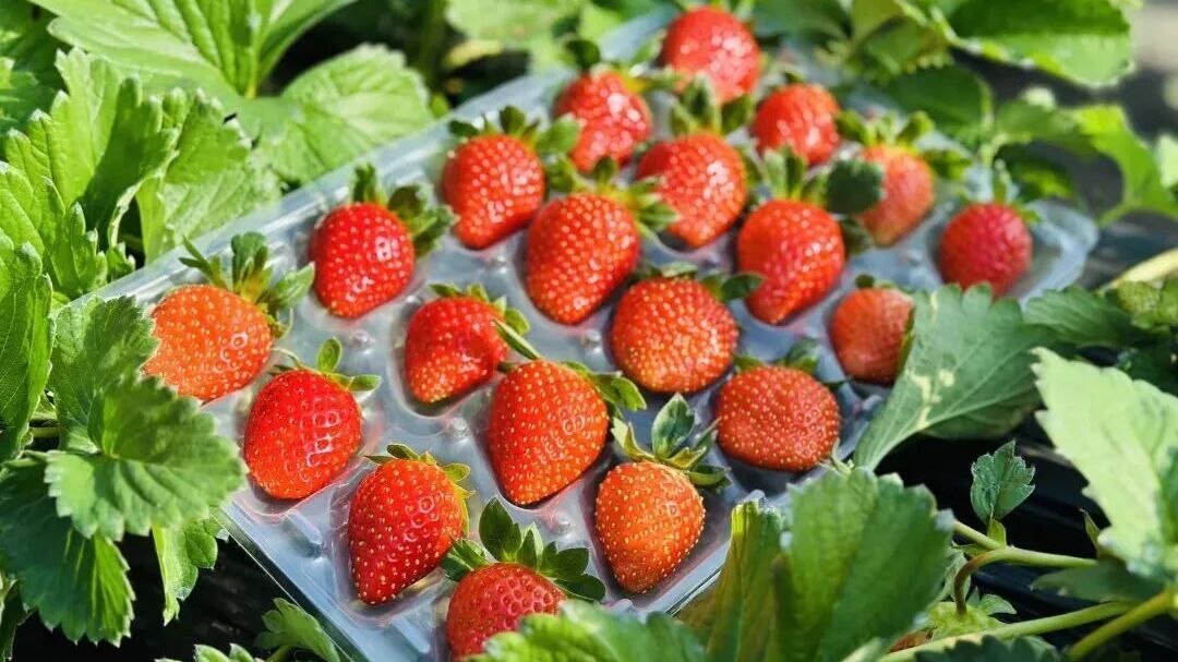 来昌平,体验新年第一“摘”~ 来昌平,体验新年第一“摘”~