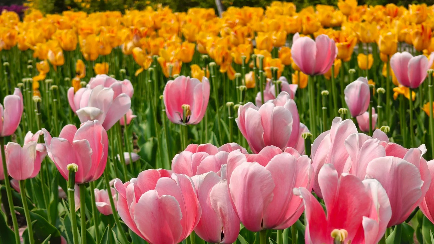 一城春色，尽在 Color Walk