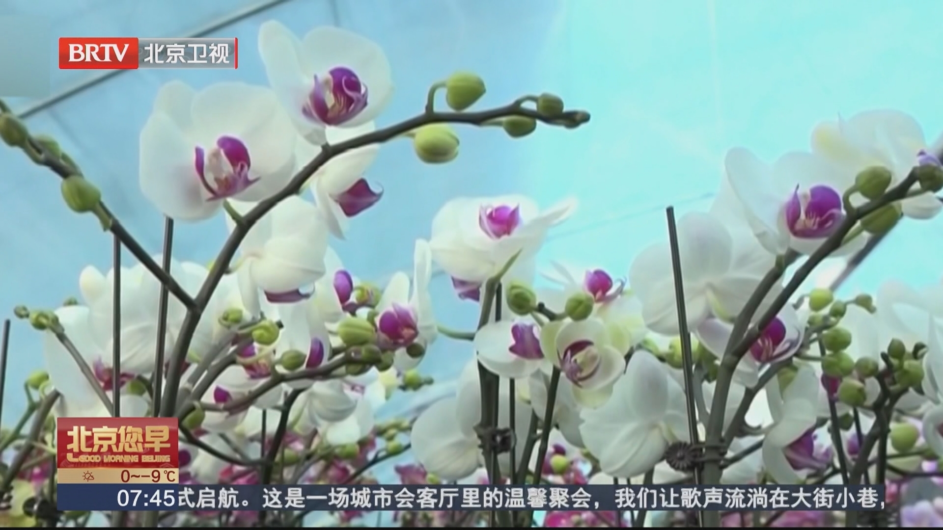 元旦将至花香浓 新品争相上市购销旺