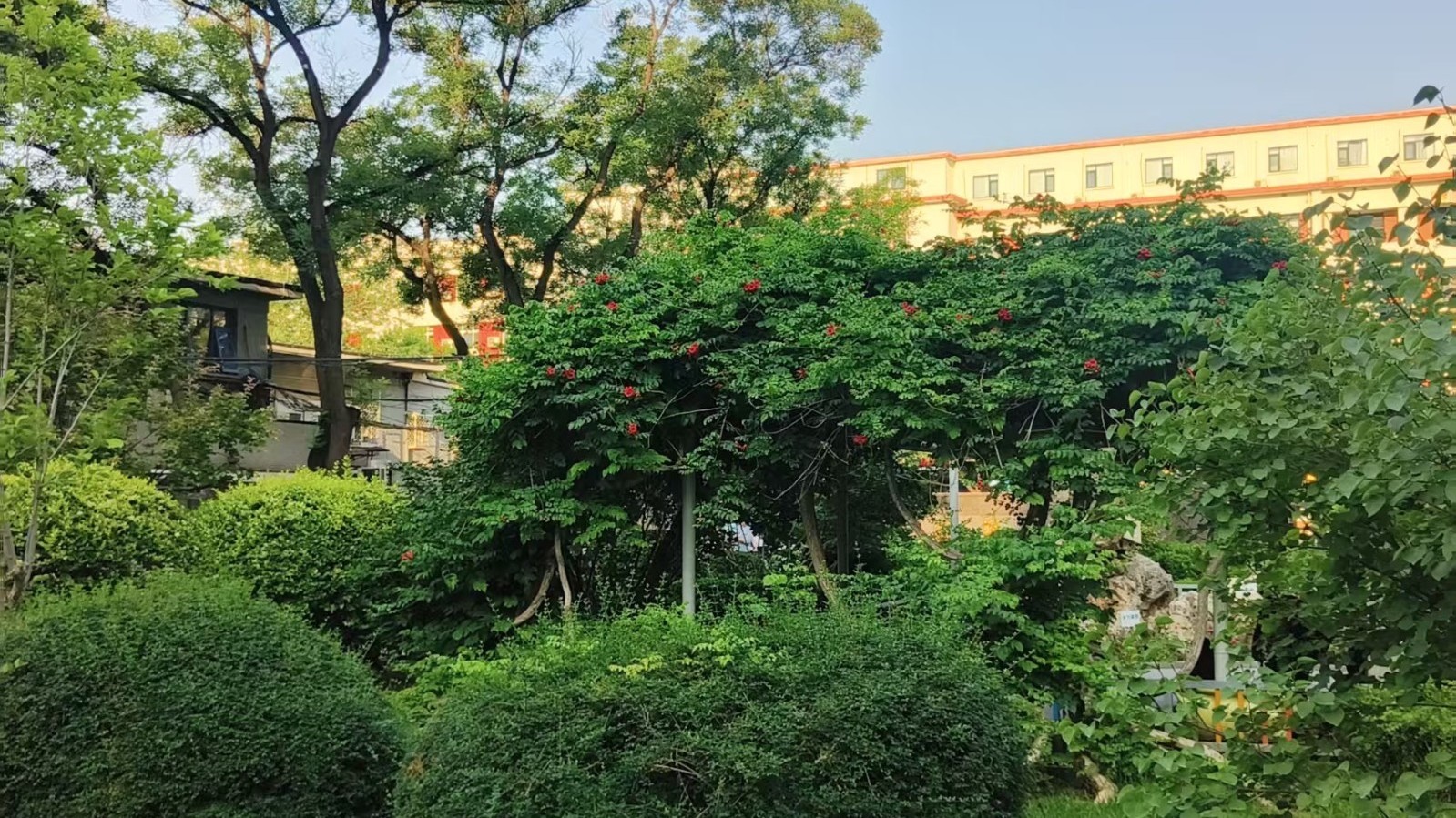 今日芒种迎酷暑!北京高温橙色预警中 最高37℃ 今日芒种迎酷暑!北京高温橙色预警中 最高37℃