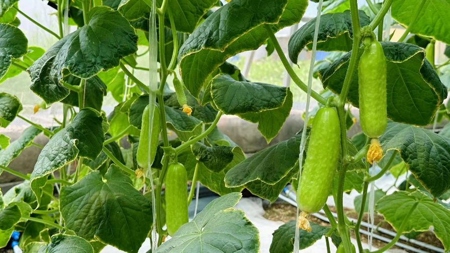 北京昌平|沙培黄瓜采收忙 品质优异效益高 北京昌平|沙培黄瓜采收忙 品质优异效益高