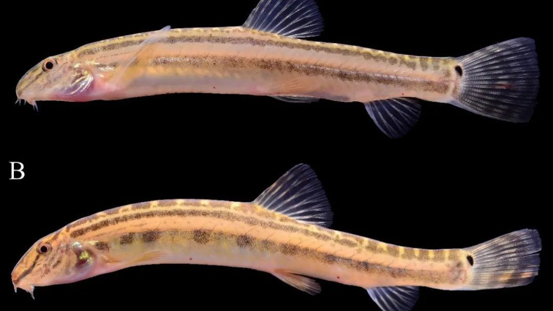 重大发现!北京潮白河水域惊现神秘“新居民”! 重大发现!北京潮白河水域惊现神秘“新居民”!