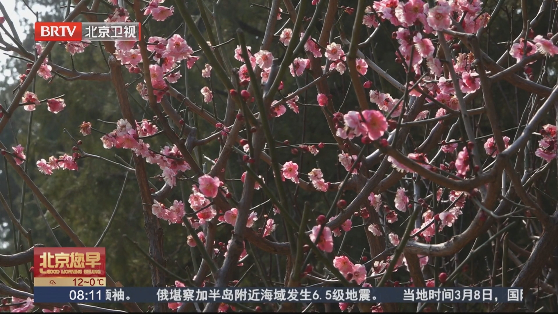 京城园林春色初现 春意萌动