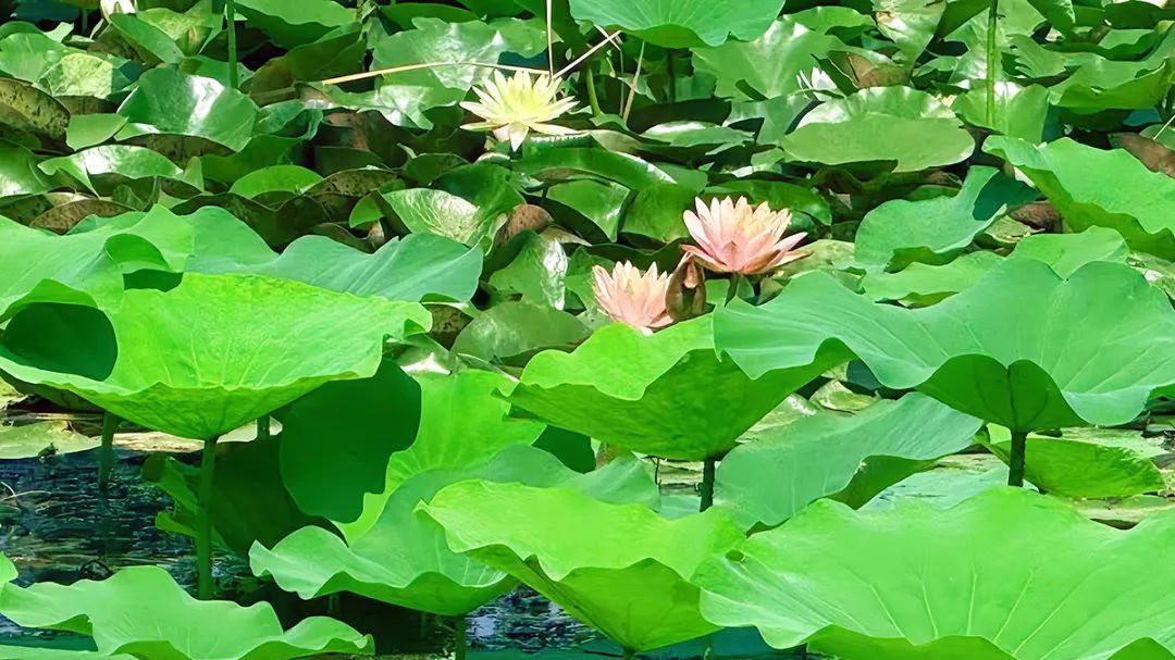 好运“莲莲”！在顺义邂逅“花中睡美人”~