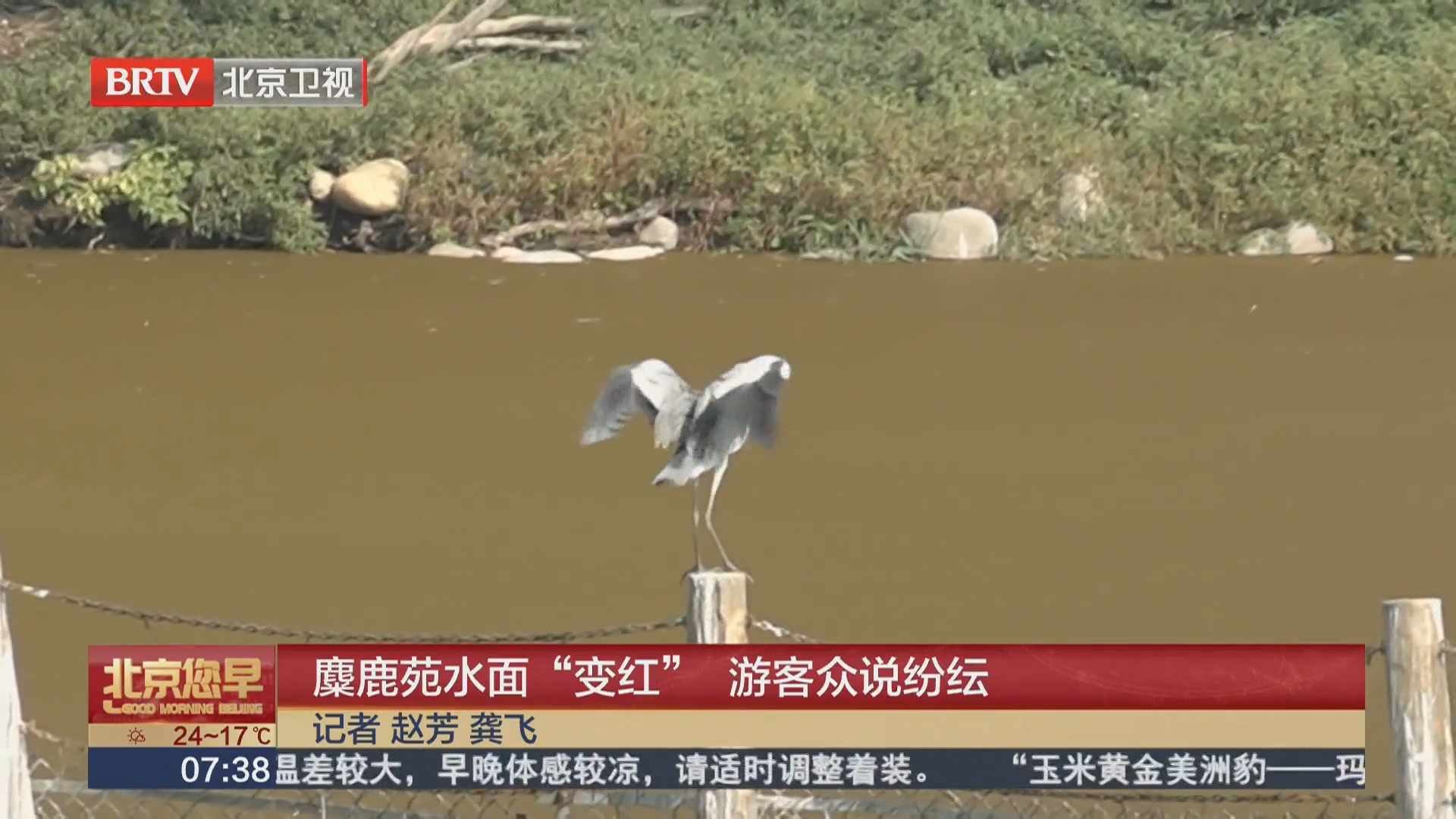 麋鹿苑水面“变红” 游客众说纷纭