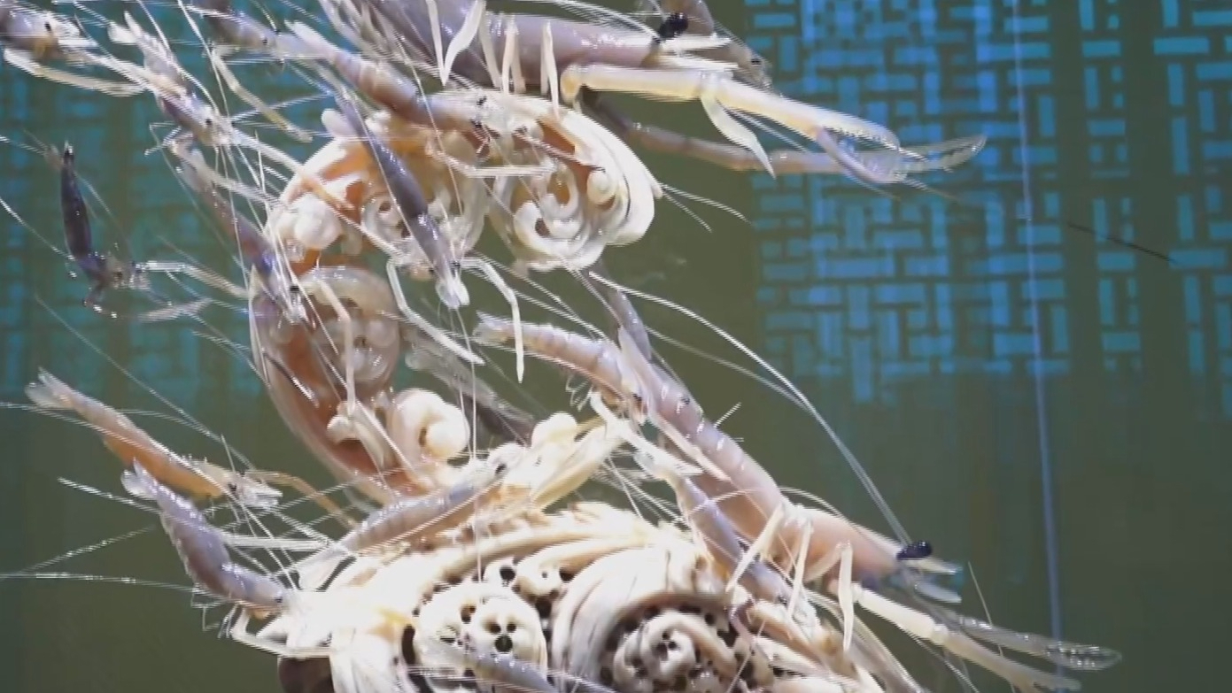 北京文化论坛嘉宾观摩朝阳区 感受北京文化魅力 北京文化论坛嘉宾观摩朝阳区 感受北京文化魅力