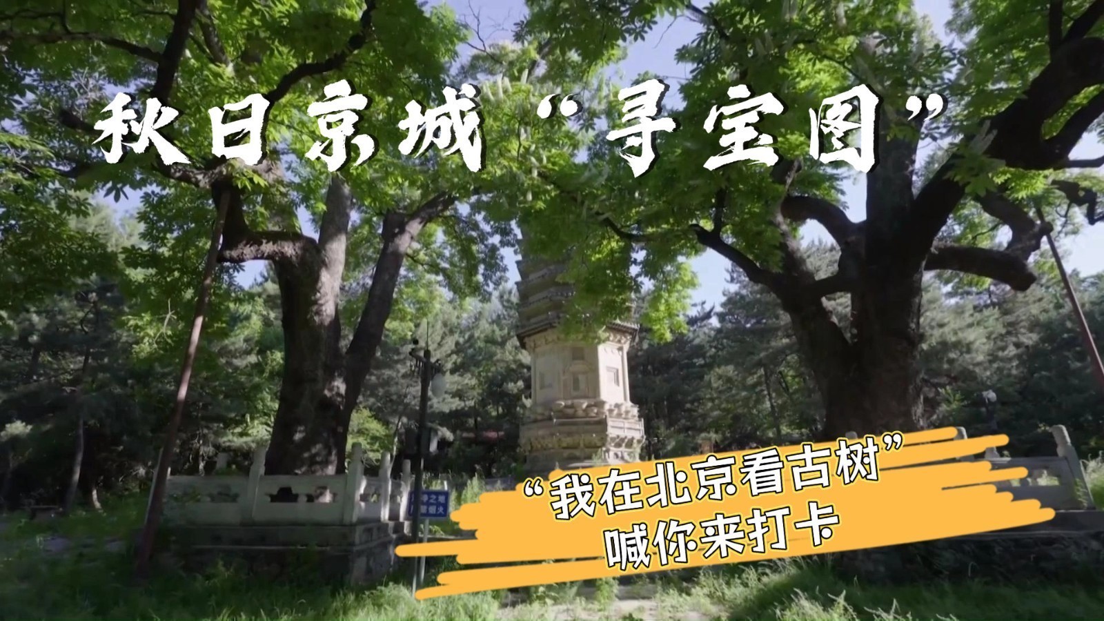 秋日京城“寻宝图”!“我在北京看古树”喊你来打卡 秋日京城“寻宝图”!“我在北京看古树”喊你来打卡
