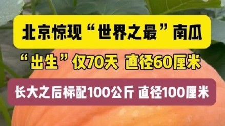京郊惊现“世界之最”南瓜