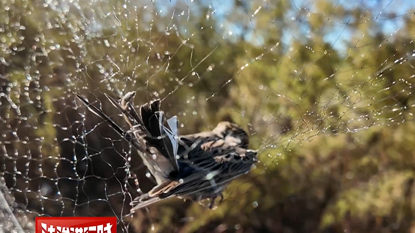 北京警方接到报警:有人非法狩猎!小鸟被粘在网上动弹不得! 北京警方接到报警:有人非法狩猎!小鸟被粘在网上动弹不得!