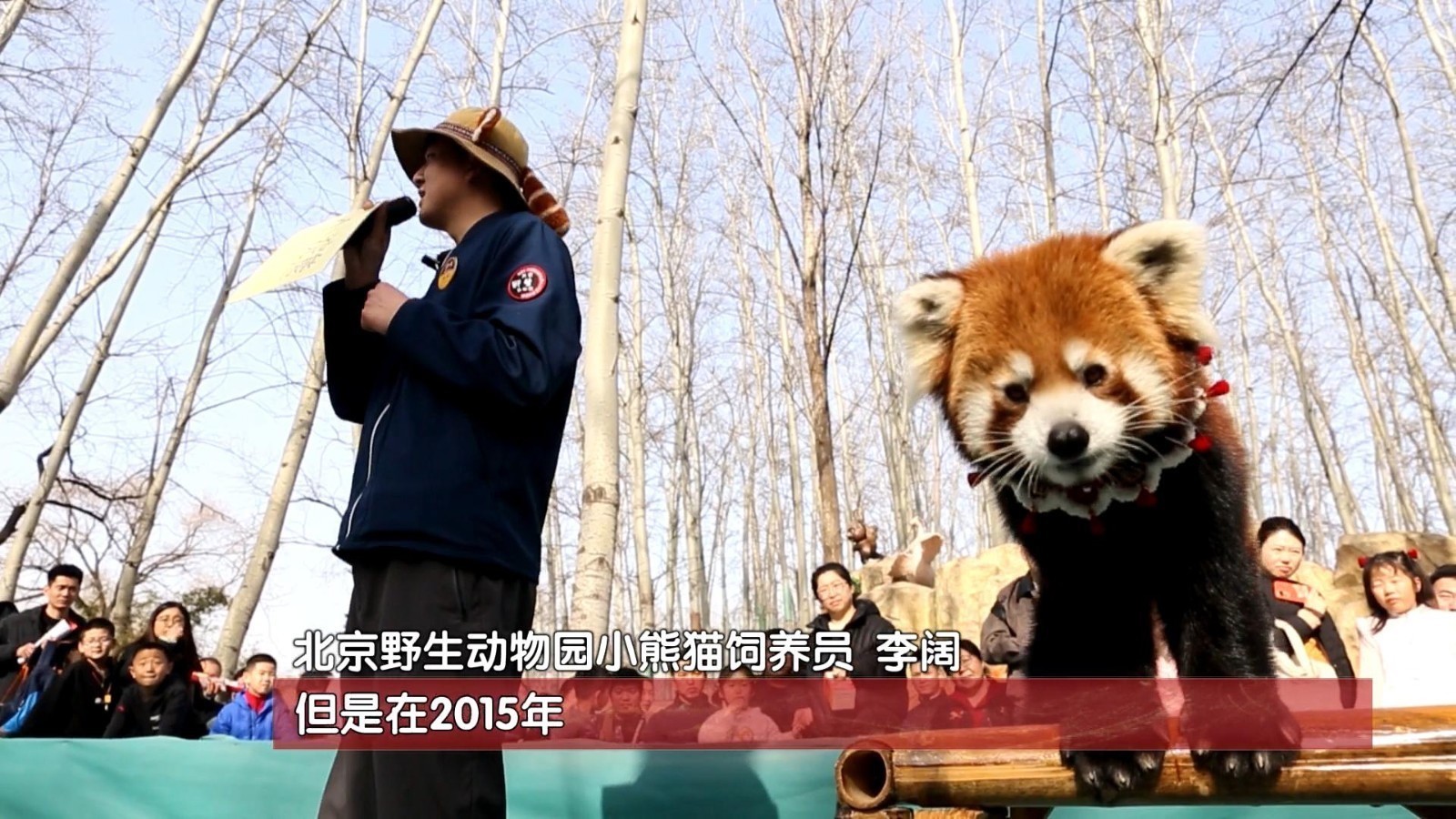 00后饲养员揭秘顶流萌宠小熊猫们的春节日常