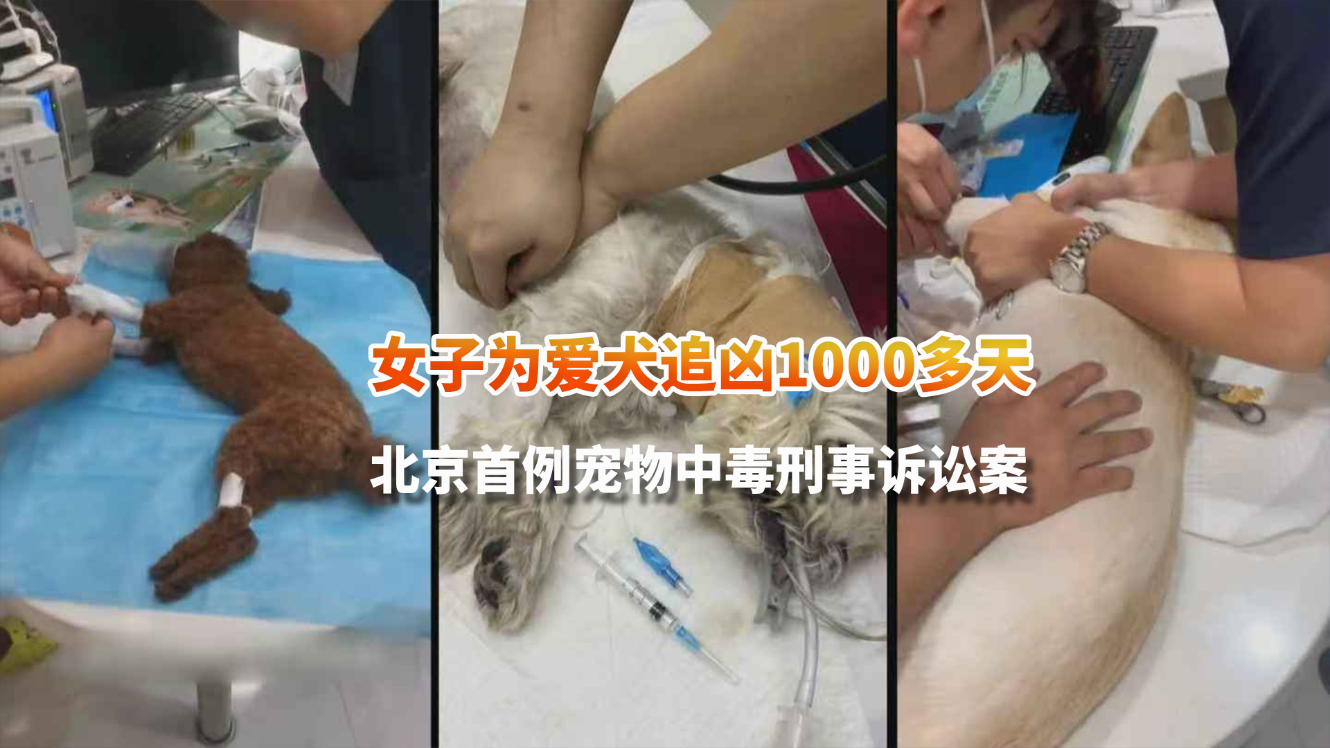 女子为爱犬追凶1000多天 聚焦北京首例宠物中毒刑事诉讼案