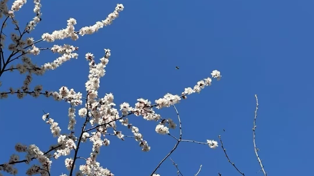 今天最高气温26℃,为何北京升温这么猛? 今天最高气温26℃,为何北京升温这么猛?