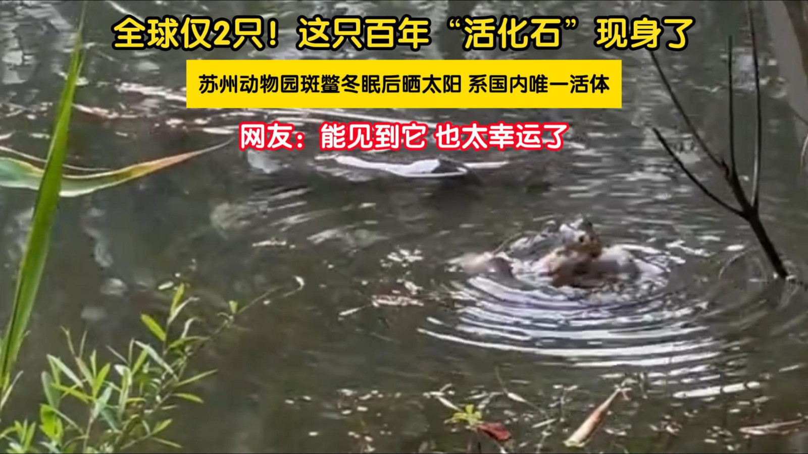 全球仅2只!这只百年“活化石”现身了_北京时间