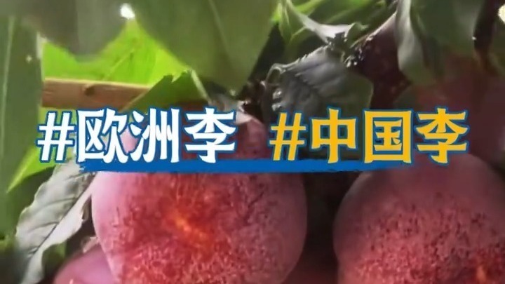 李子和西梅傻傻分不清！哪个更好吃？怎么吃更健康？
