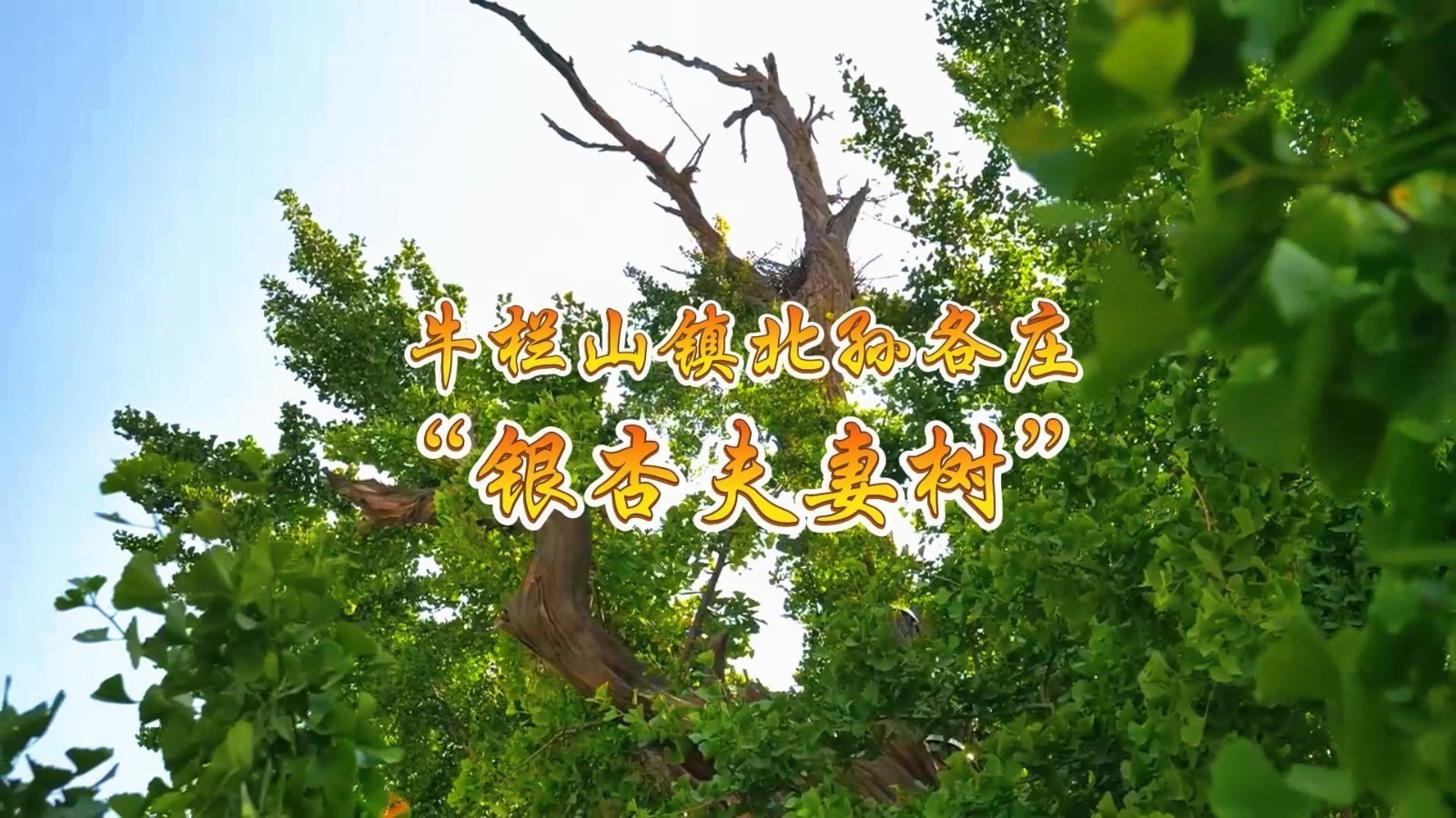 让我们走进牛栏山镇北孙各庄村，了解“千年银杏树”的故事