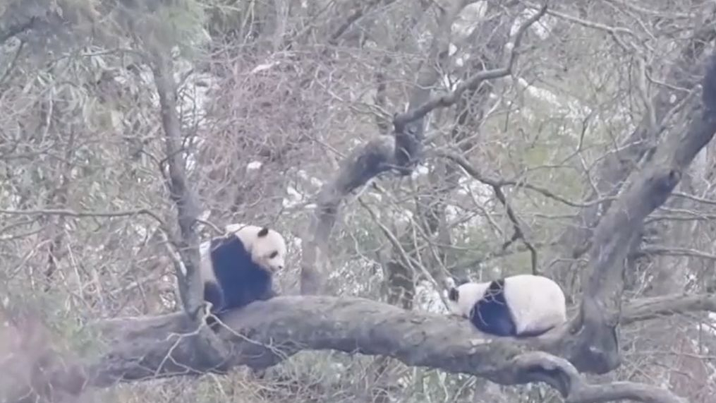 野生大熊猫恋爱角曝光！歪脖子树成大熊猫脱单圣地