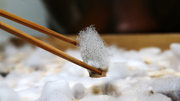 原创 | 一块“发霉豆腐”掀起的网络热潮