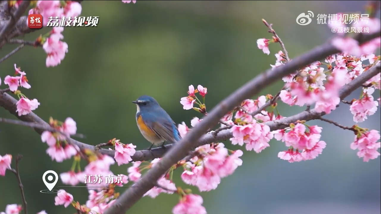 鸟语花香原来这么形象