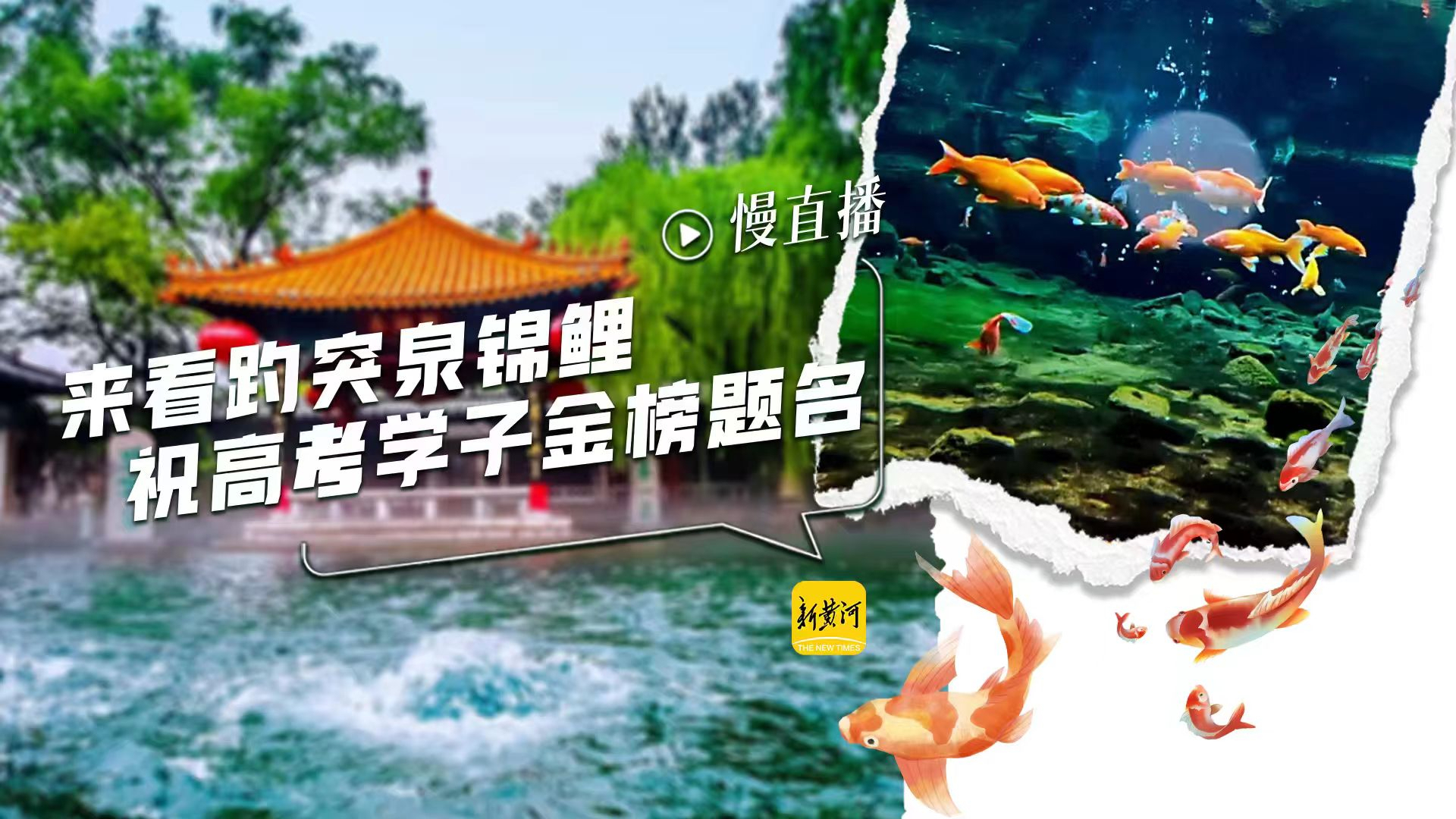 直播 | 来看趵突泉锦鲤，祝高考学子金榜题名